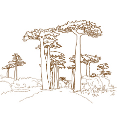 Baobab